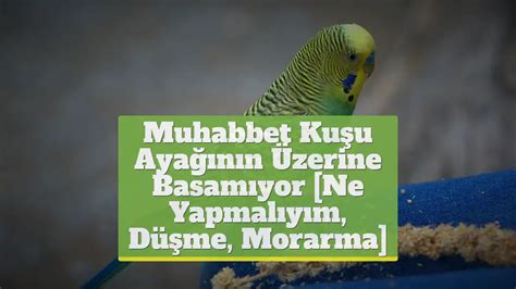 muhabbet kuşum ayağının üzerine basamıyor